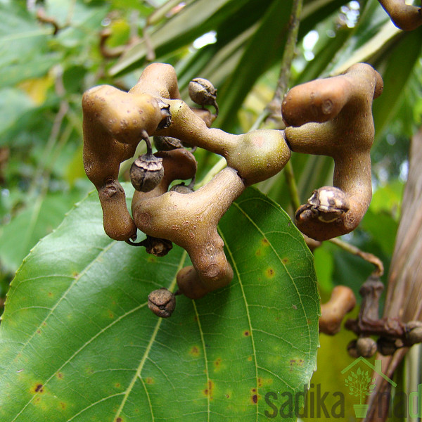 Hovenia dulcis - japonsko rozinovo drevo