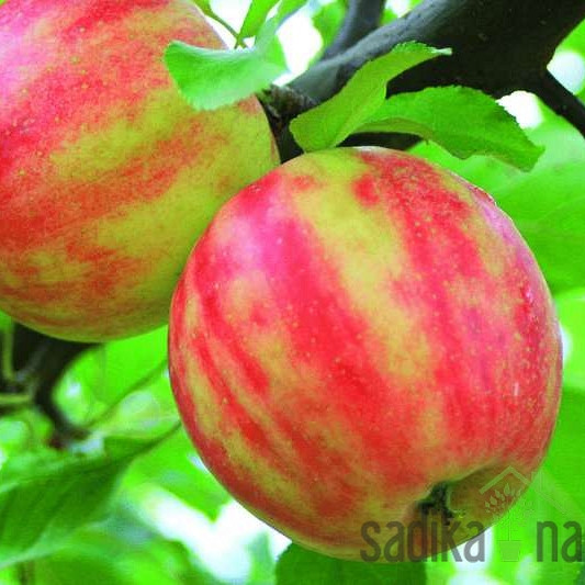 Jablana Karneval - okus Bonita