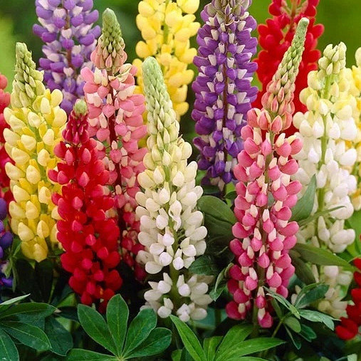 Okrasna lupina/ volčji bob (lupinus polyphyllus)