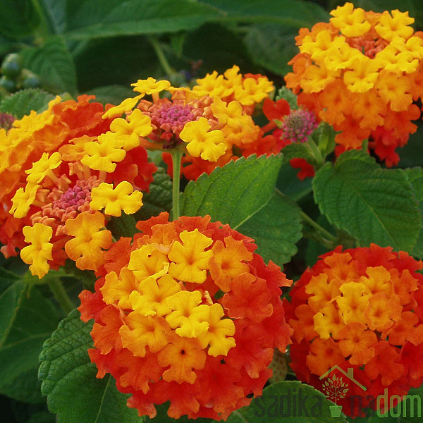 Lantana (Lantana sp.)