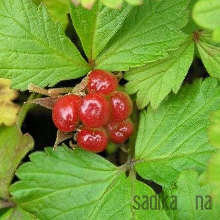 Malina arktična pokrovna Sofia / Tarja