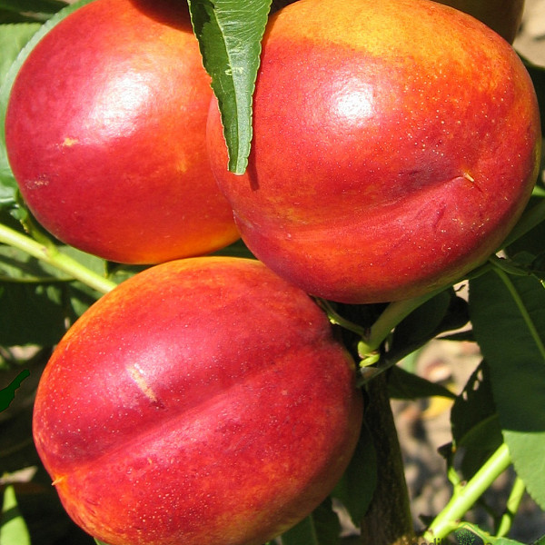 Nektarina Flavour top