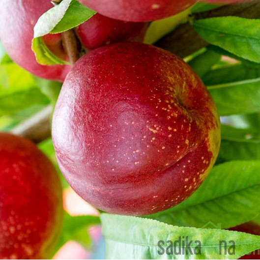 Nektarina Larubra
