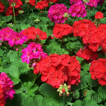 Pelargonija (Pelargonium sp.) - pokončna