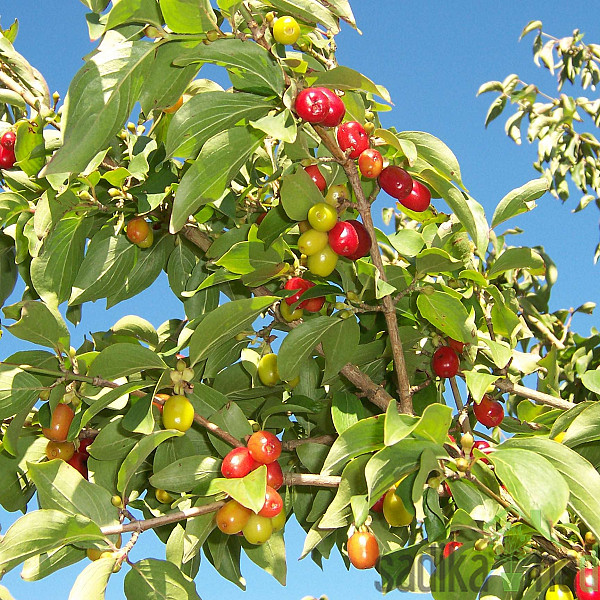 Rumeni dren - Cornus mas
