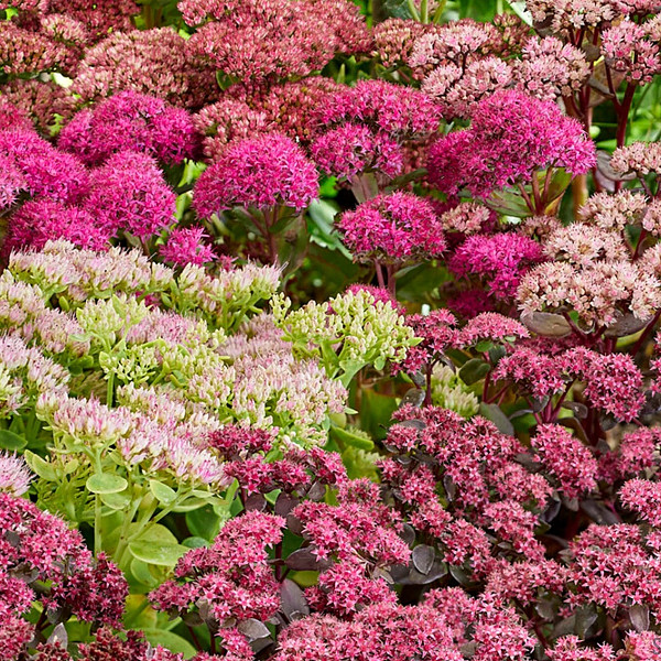 Hermelika/Sedum (sedum telephium)