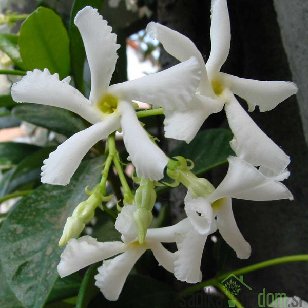 Zvezdasti jasmin (Rhyncospermum Jasminoides)