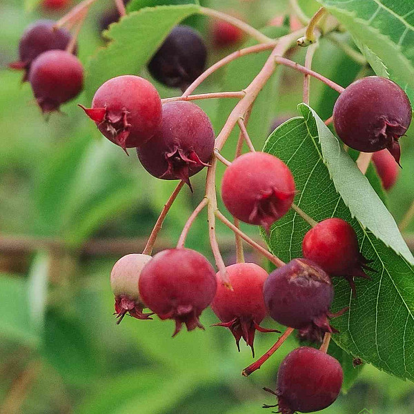 Šmarna hrušica Amela