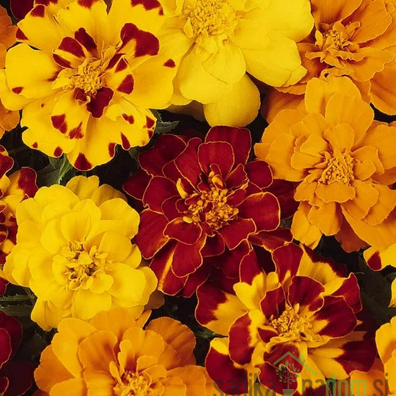 Žametnica (tagetes patula)