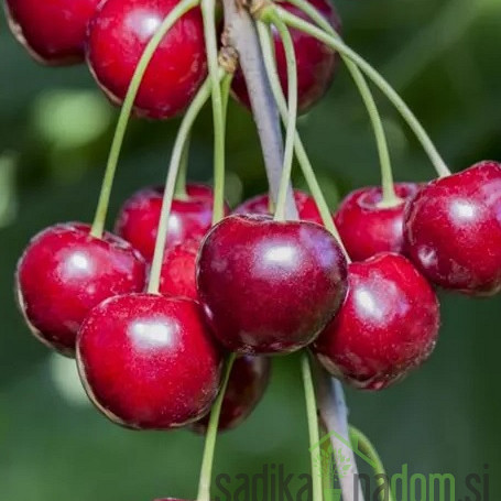 Češnja New star - SAMOOPLODNA HRUSTAVKA