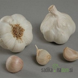 Čebulček Česen Messidrome