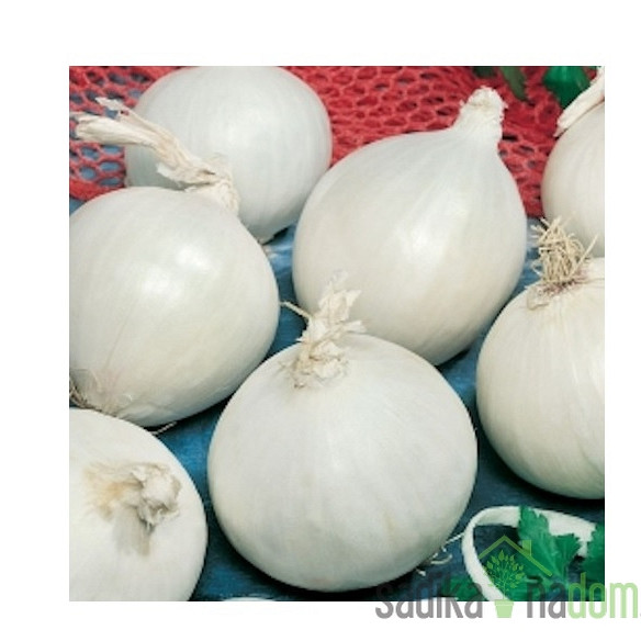 Čebula bela Hielo - VELIKANKA