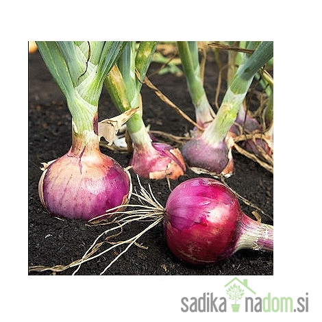 Čebula rdeča / Red Bull - VELIKANKA