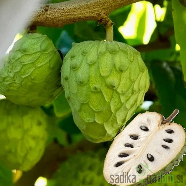 Čerimoja (annona cherimola)