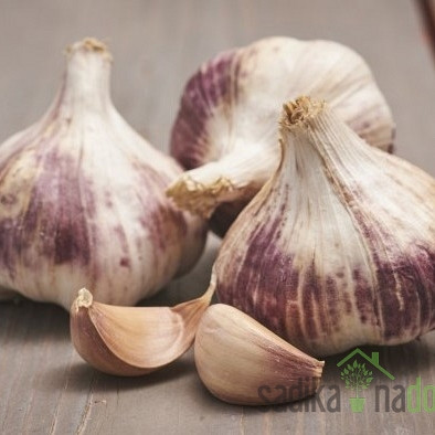 Čebulček Česen Germidour