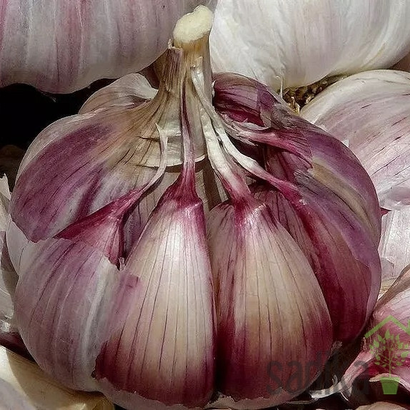 Čebulček Česen Morado de Cuenca