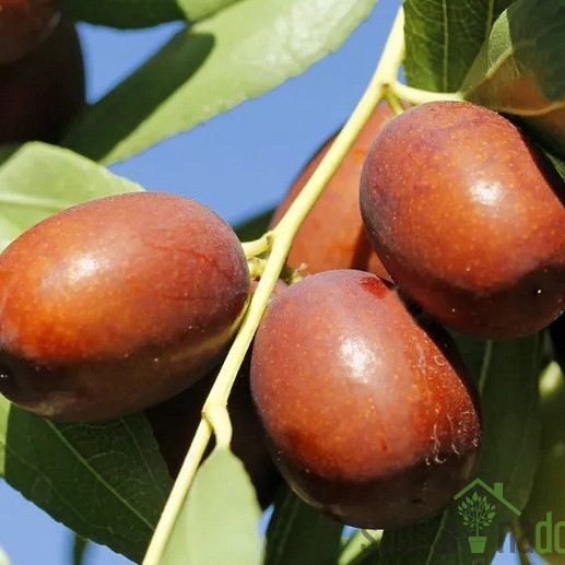 Žižula Li Frutto Grande - DEBELOPLODNA