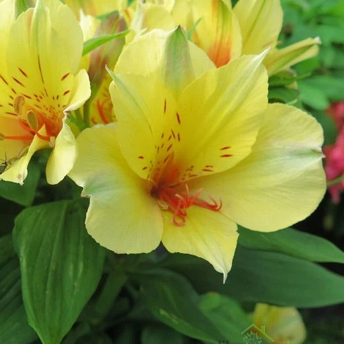 Čilska lilija Spring Valley (Alstoemeria)