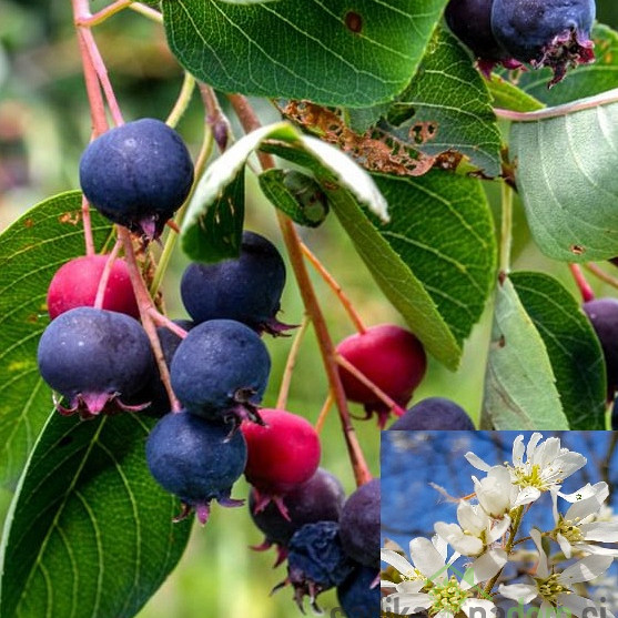 Šmarna hrušica Lamarckii