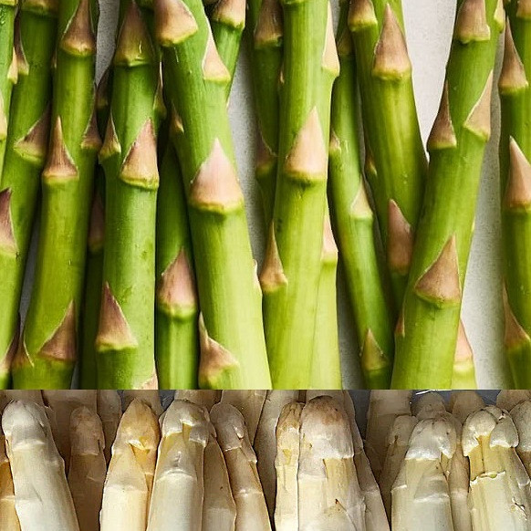 Špargelj Gijnlim - že roden (CENA ZA 10 KOM)
