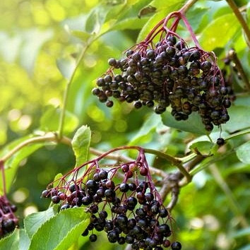 Bezeg Črni Sampo (Sambucus)