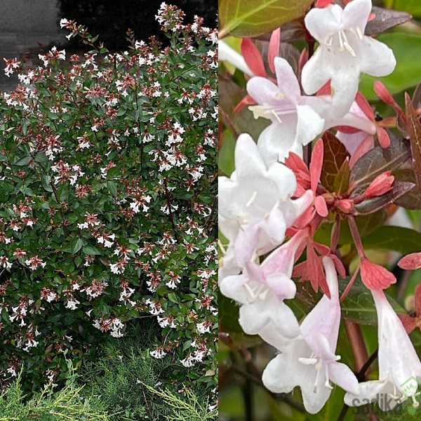 Abelia grandiflora 