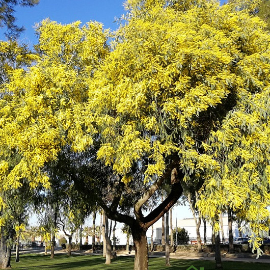 Acacia Dealbata - MIMOZA