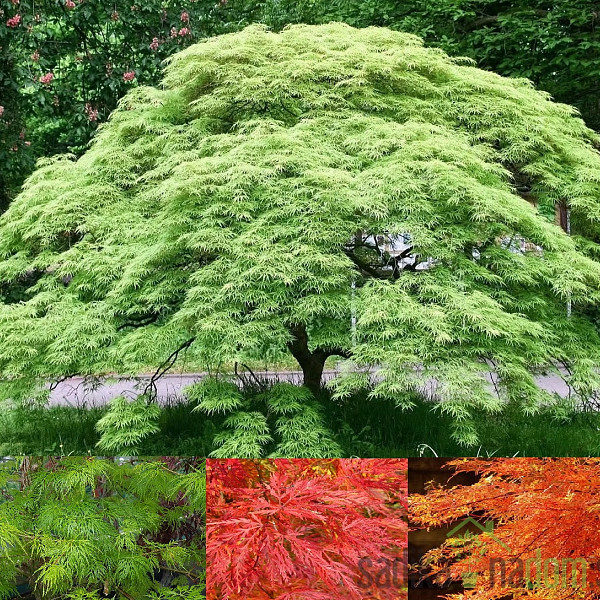 Acer palmatum Emerald Lace - Pahljačasti javor