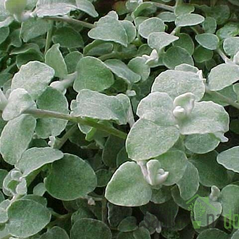 Afriški smilj (Helichrysum petiolare)