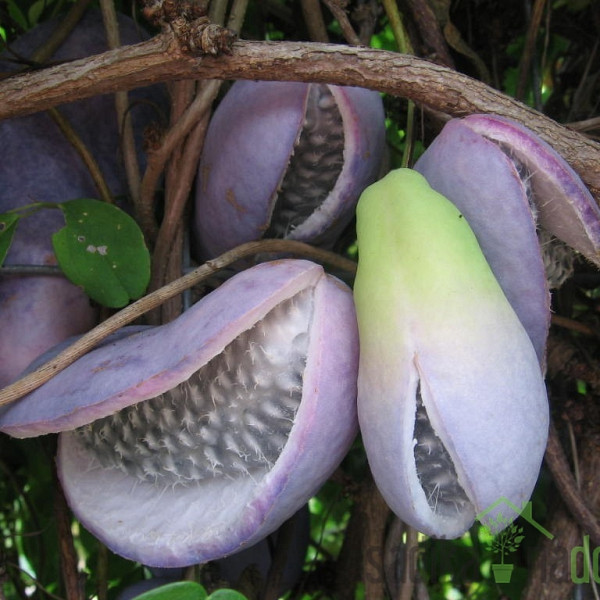 Akebija / Akebia Quinata Variegata
