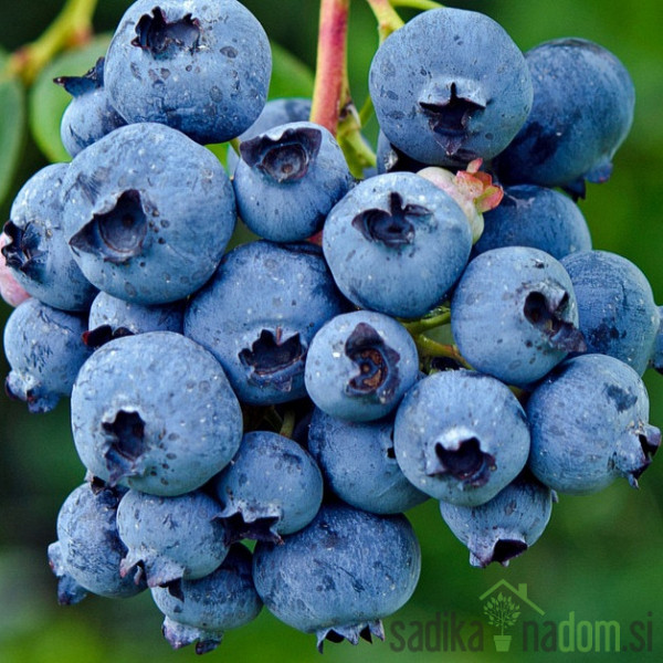 Ameriška borovnica Bonus