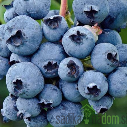 Ameriška borovnica Herbert