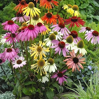 Ameriški slamnik (echinacea purpurea)