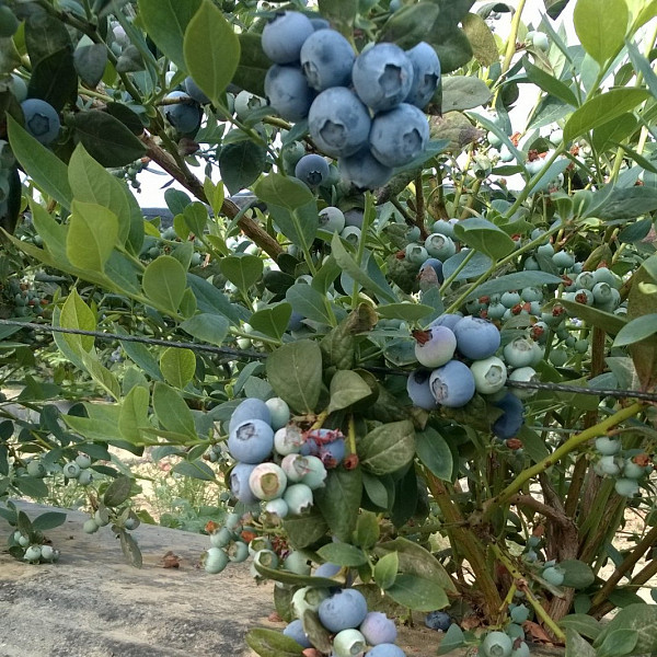 Ameriška borovnica Alix Blue