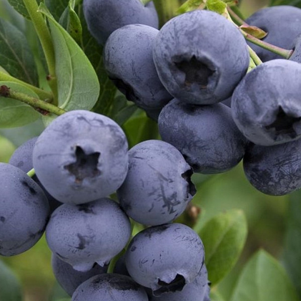 Ameriška borovnica Hortblue petite - 2X RODNA