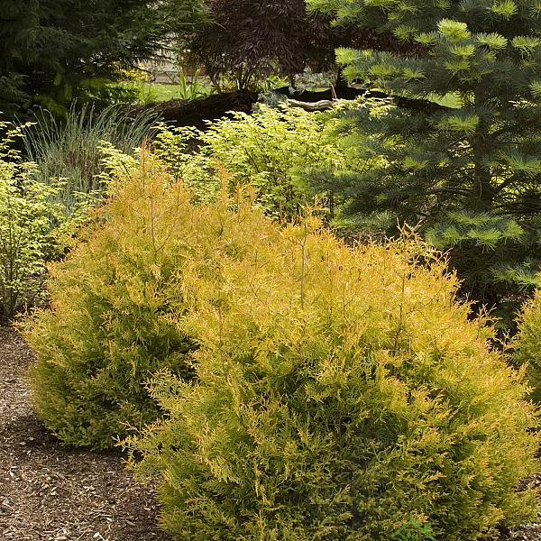 Ameriški klek Rheingold (Thuja Occidentalis)