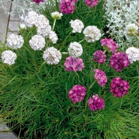 Jutranja zarja (Armeria Morning Star)