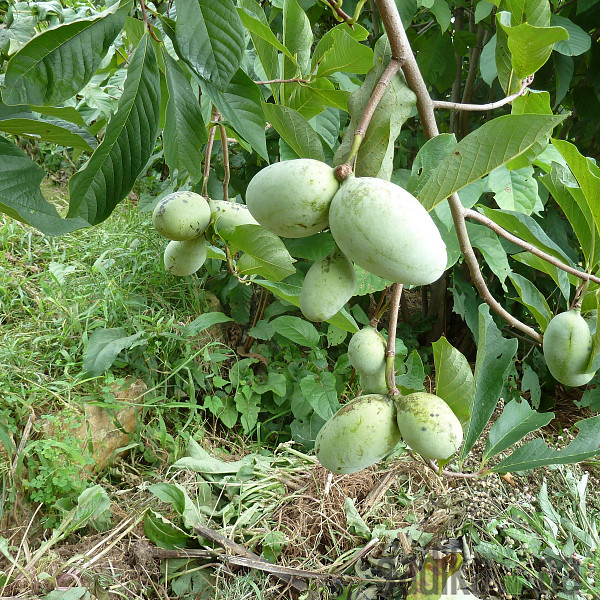 Asimina Overleese