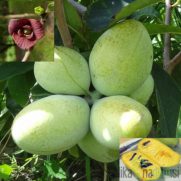 Asimina Prolific 