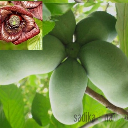 Asimina Rebecca`s gold - SAMOOPLODNA