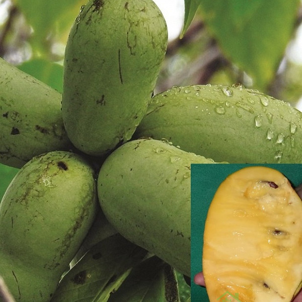 Asimina Kentucky Champion - SAMOOPLODNA (zelo debela)