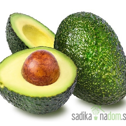 Avokado (Avocado)