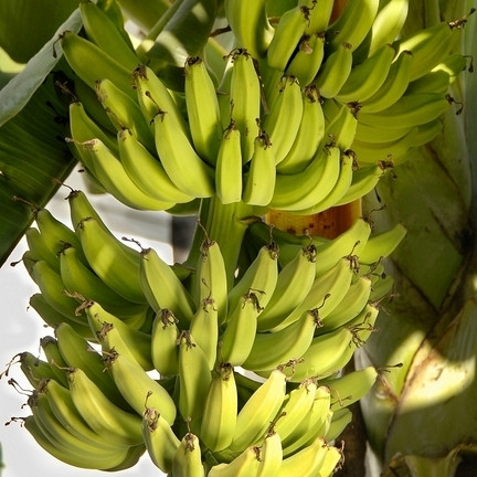 Banana/ Musa zimotrdna Tropicana
