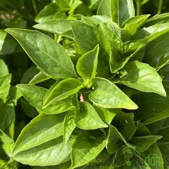 Seme Bazilika Marseillais