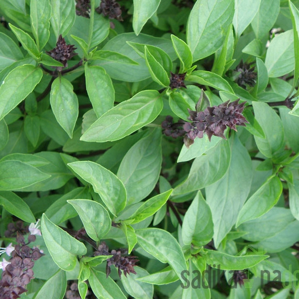 Seme Bazilika Tajska A1074