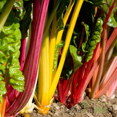 Blitva Rhubarb Chard / Bali