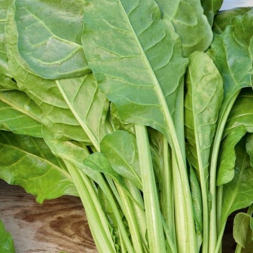 Seme Blitva/ Mangold Liscia verde da taglio 482