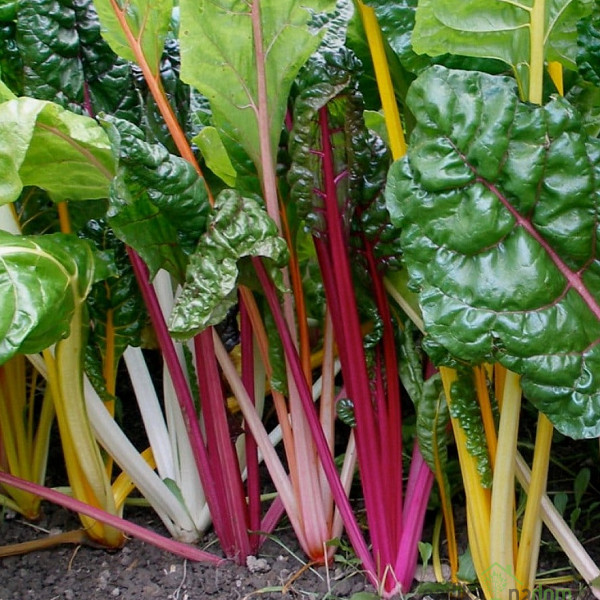 Seme Blitva Pisanolistna Five Colours