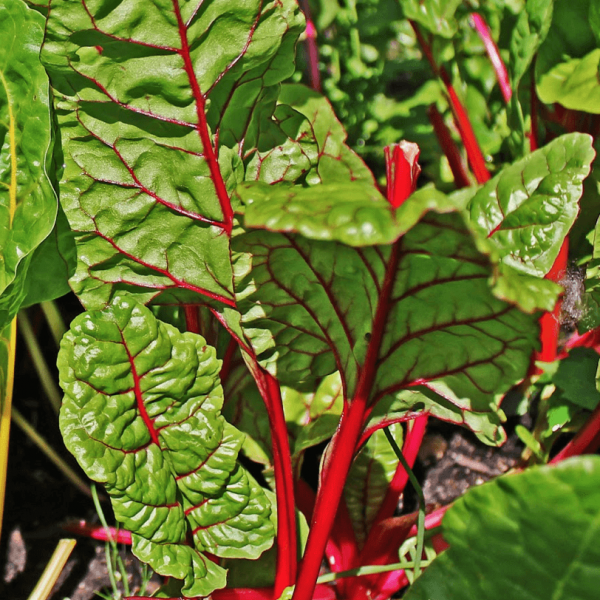 Seme Blitva Rdečelistna Rhubarb Chard