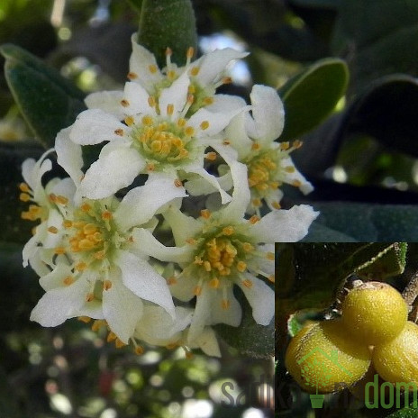 Boldovec (peumus boldus)